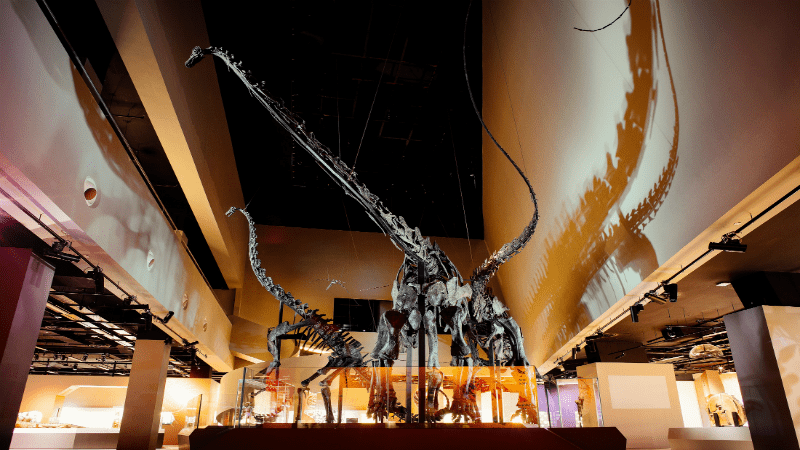Lee Kong Chian Natural History Museum Dino Zone website listing