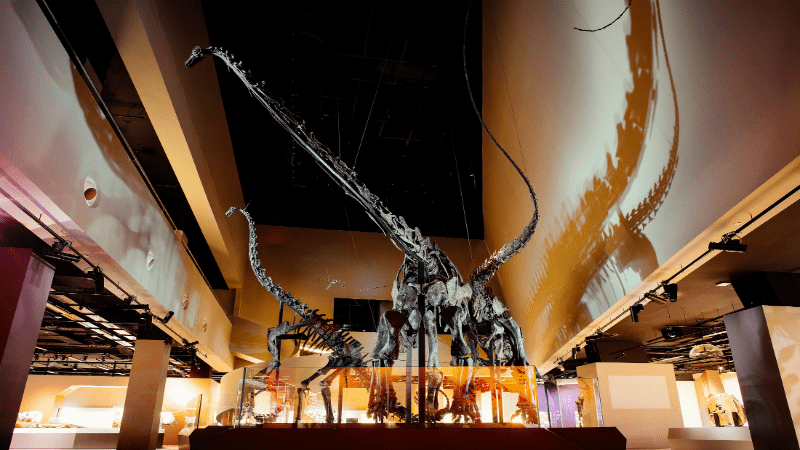 Lee Kong Chian Natural History Museum 1 Lee Kong Chian Natural History Museum Dino Zone website listing