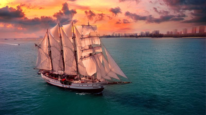 Royal Albatross 800 x 450