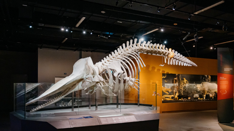 Lee Kong Chian Natural History Museum